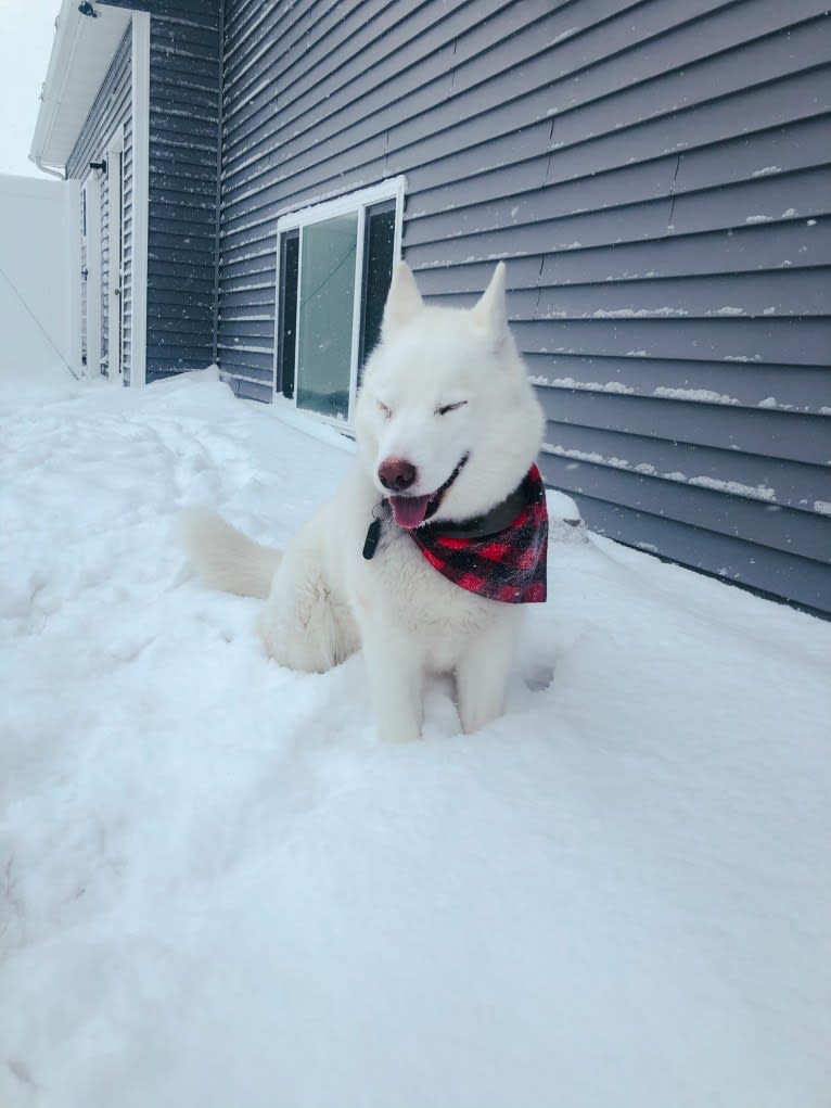 Recon, a Siberian Husky tested with EmbarkVet.com