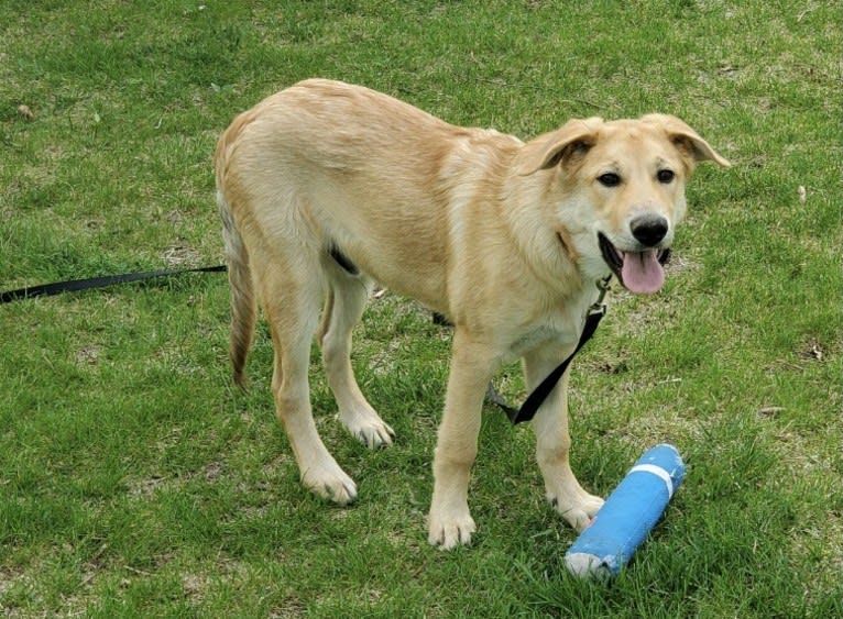 Blaise, a Chinook tested with EmbarkVet.com