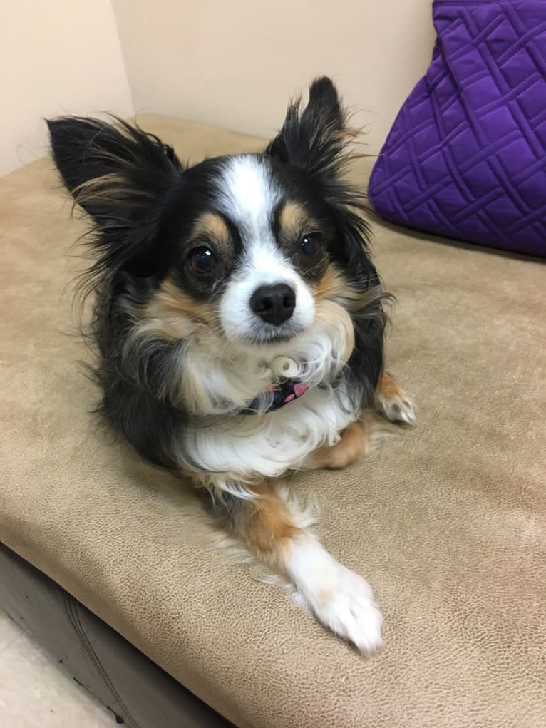 Raven, an Australian Shepherd tested with EmbarkVet.com