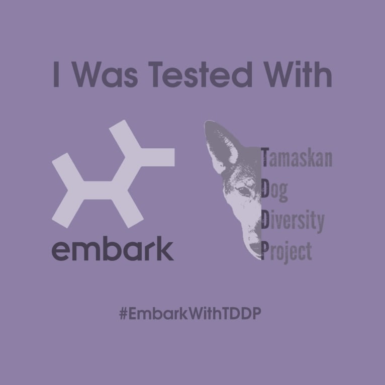 Lobo a dog tested with EmbarkVet.com