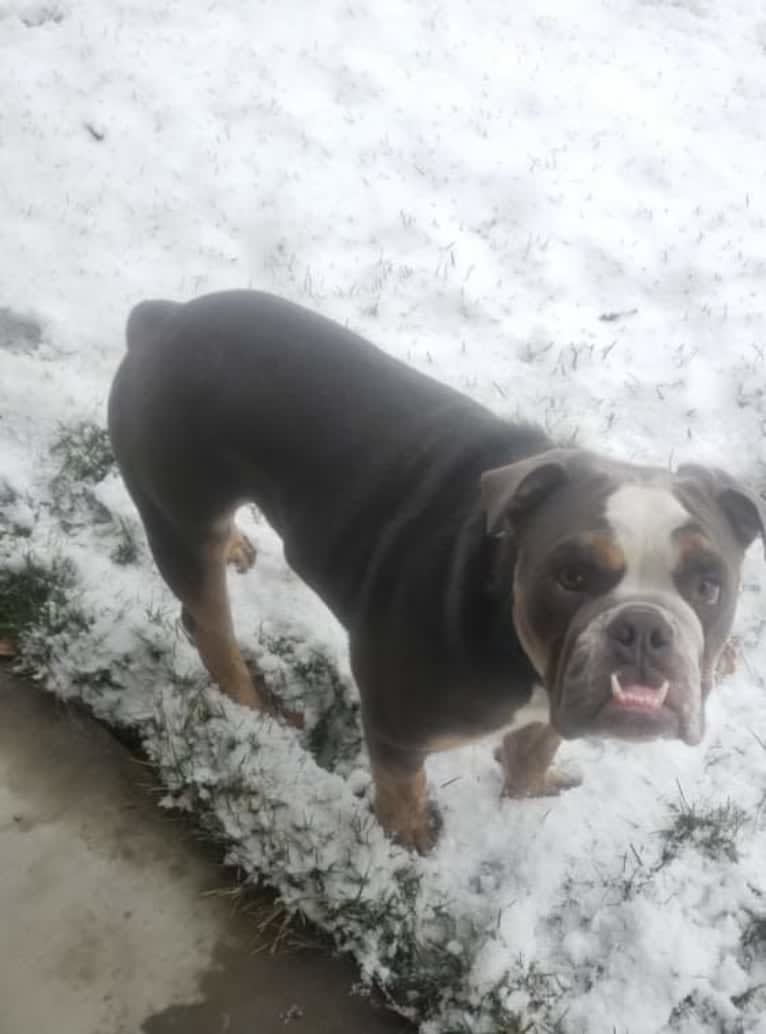 Soldado, a Bulldog tested with EmbarkVet.com