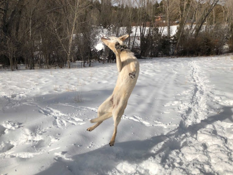 Pearl, an Australian Cattle Dog and Labrador Retriever mix tested with EmbarkVet.com