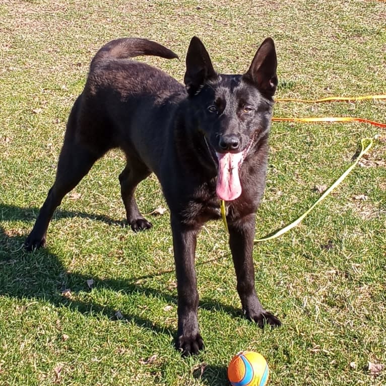 Reaper, a Belgian Shepherd tested with EmbarkVet.com