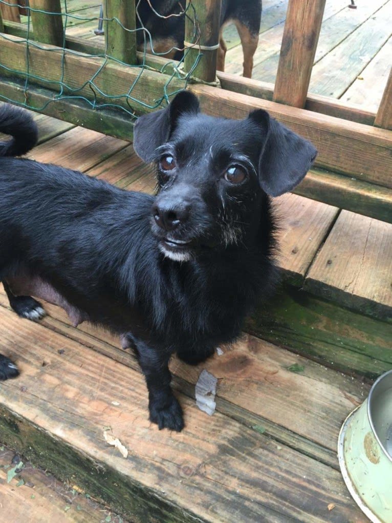 Dexter, a Pomeranian and Pug mix tested with EmbarkVet.com