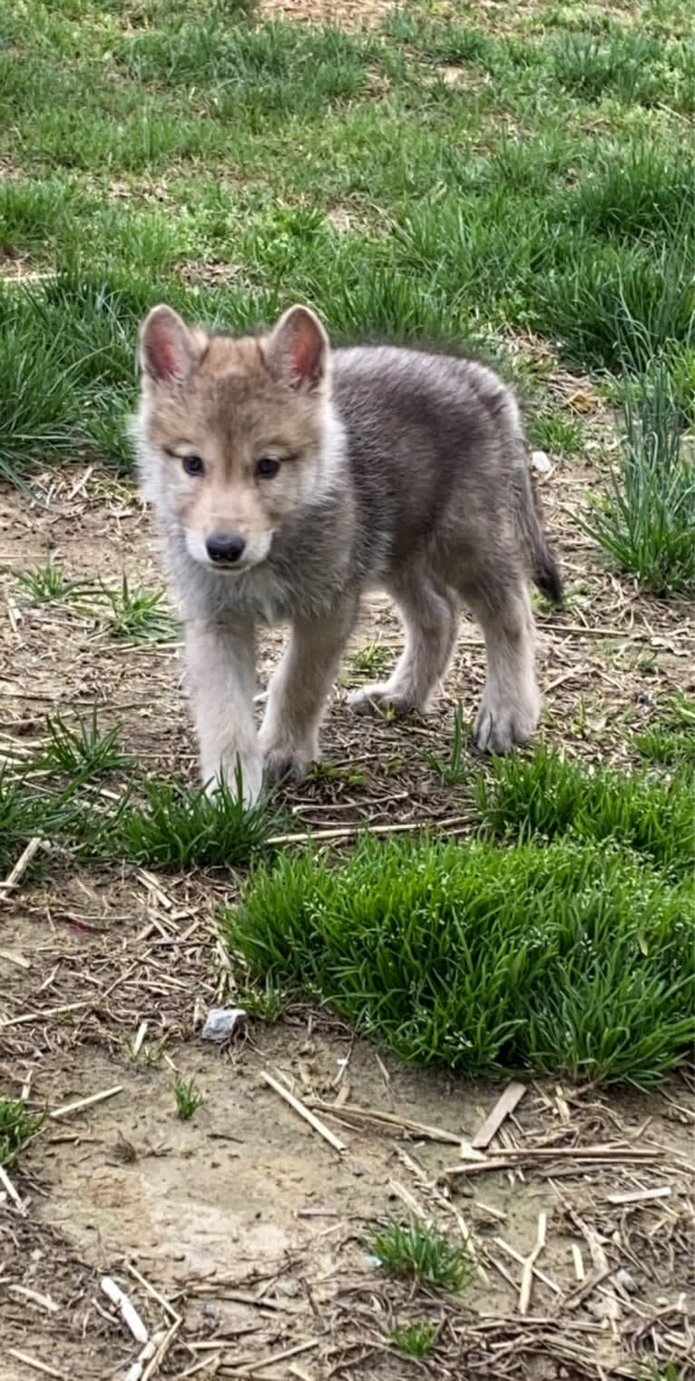 Star Mountain Wolfdogs a dog tested with EmbarkVet.com