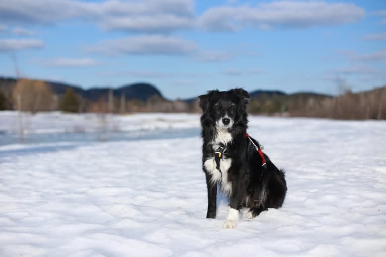 Jasper, an Australian Shepherd and Border Collie mix tested with EmbarkVet.com