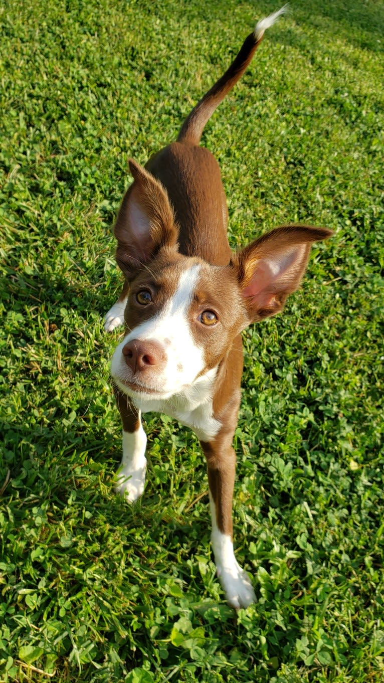 Flea, a Chihuahua and Russell-type Terrier mix tested with EmbarkVet.com