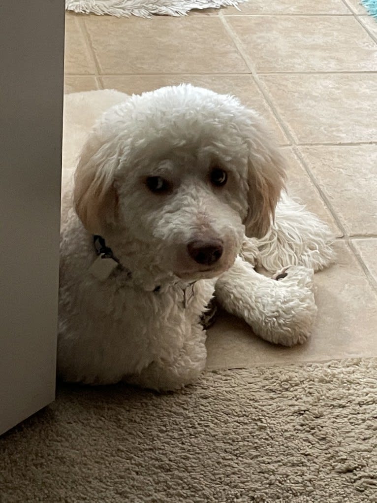 Orie, a Goldendoodle tested with EmbarkVet.com