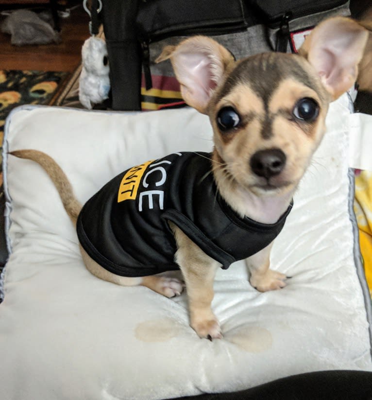 Dexter, a Chihuahua tested with EmbarkVet.com