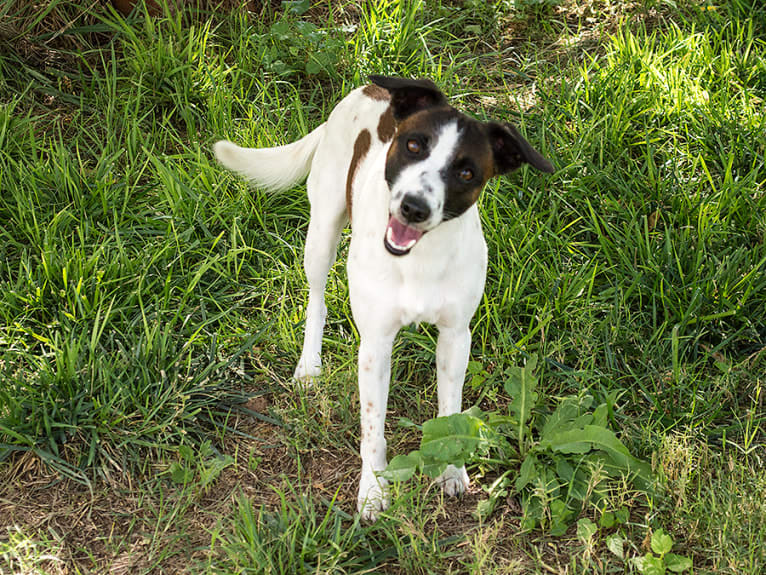 Gumption, a Whippet and Border Collie mix tested with EmbarkVet.com