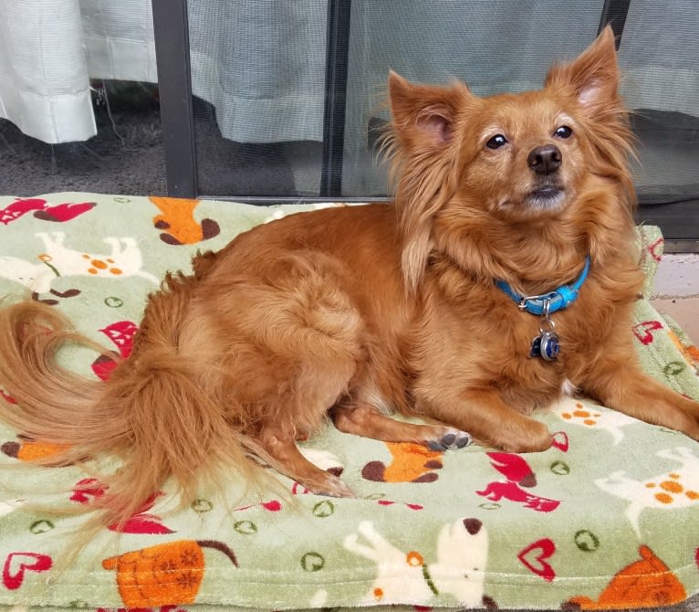 Dasher, a Chihuahua and Pomeranian mix tested with EmbarkVet.com