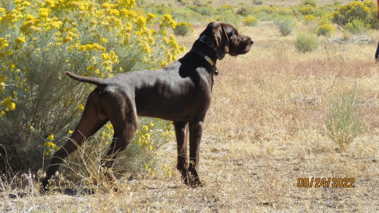 Rikko, a Pudelpointer tested with EmbarkVet.com