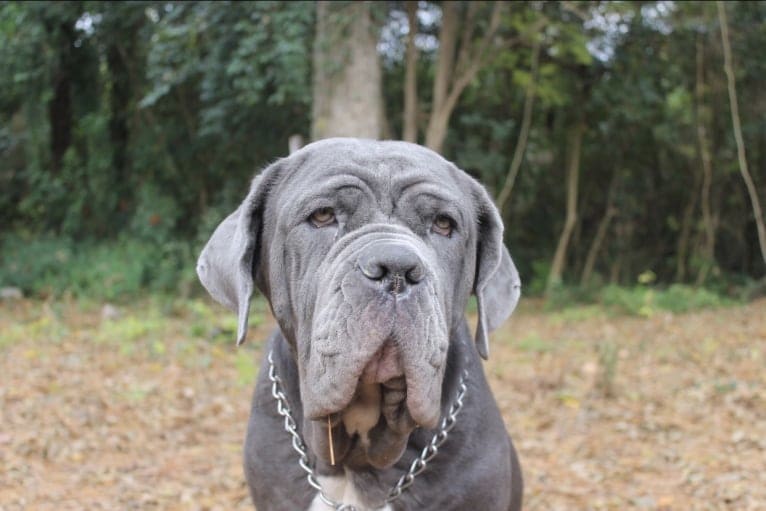 Maui, a Neapolitan Mastiff tested with EmbarkVet.com