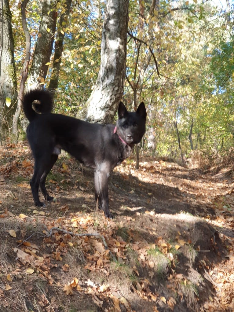 Moshae, a Canaan Dog tested with EmbarkVet.com