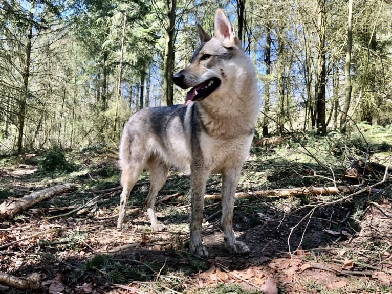 Caya, a Czechoslovakian Vlcak tested with EmbarkVet.com