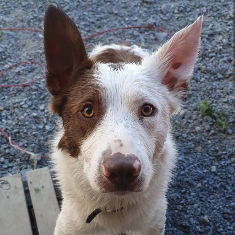 Myles, a Border Collie tested with EmbarkVet.com