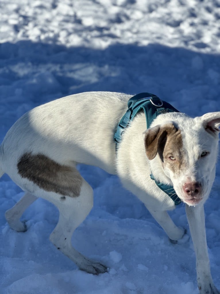 Mance, an American Pit Bull Terrier and German Shepherd Dog mix tested with EmbarkVet.com