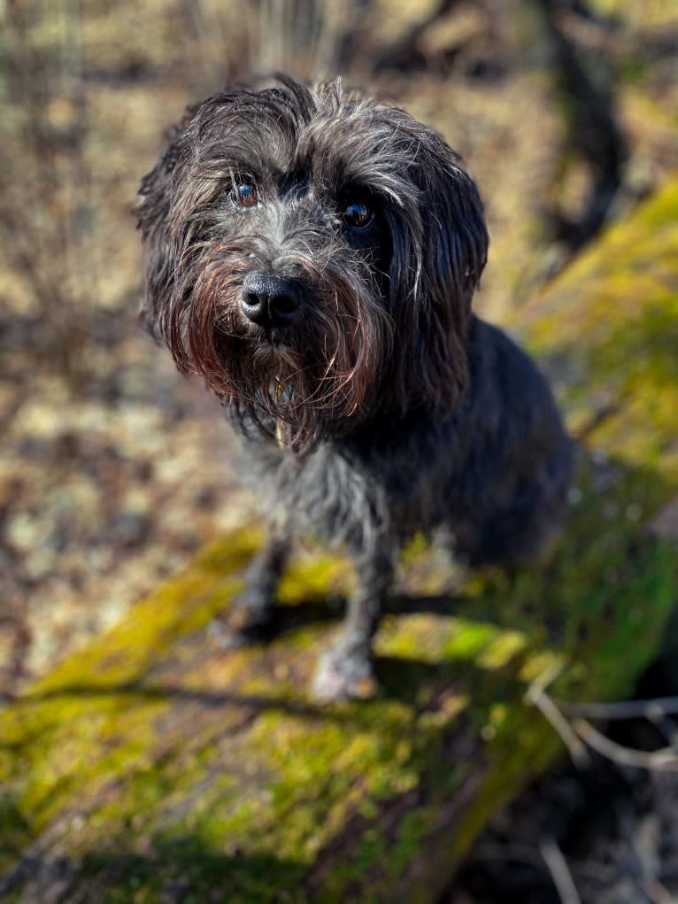 Poppy, a Miniature Schnauzer tested with EmbarkVet.com