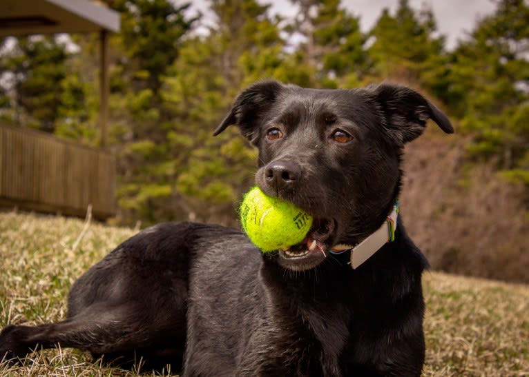 Cinder, a Newfoundland and Labrador Retriever mix tested with EmbarkVet.com