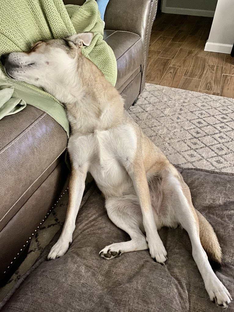 Kaeko, a Siberian Husky and Chow Chow mix tested with EmbarkVet.com