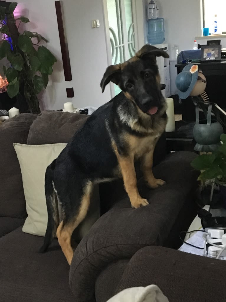 Hallie, a German Shepherd Dog (8.7% unresolved) tested with EmbarkVet.com