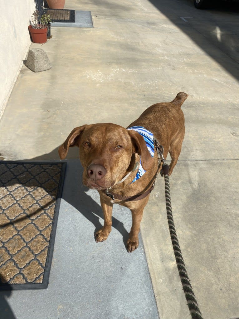 Lloyd, a Mountain Cur and American Pit Bull Terrier mix tested with EmbarkVet.com