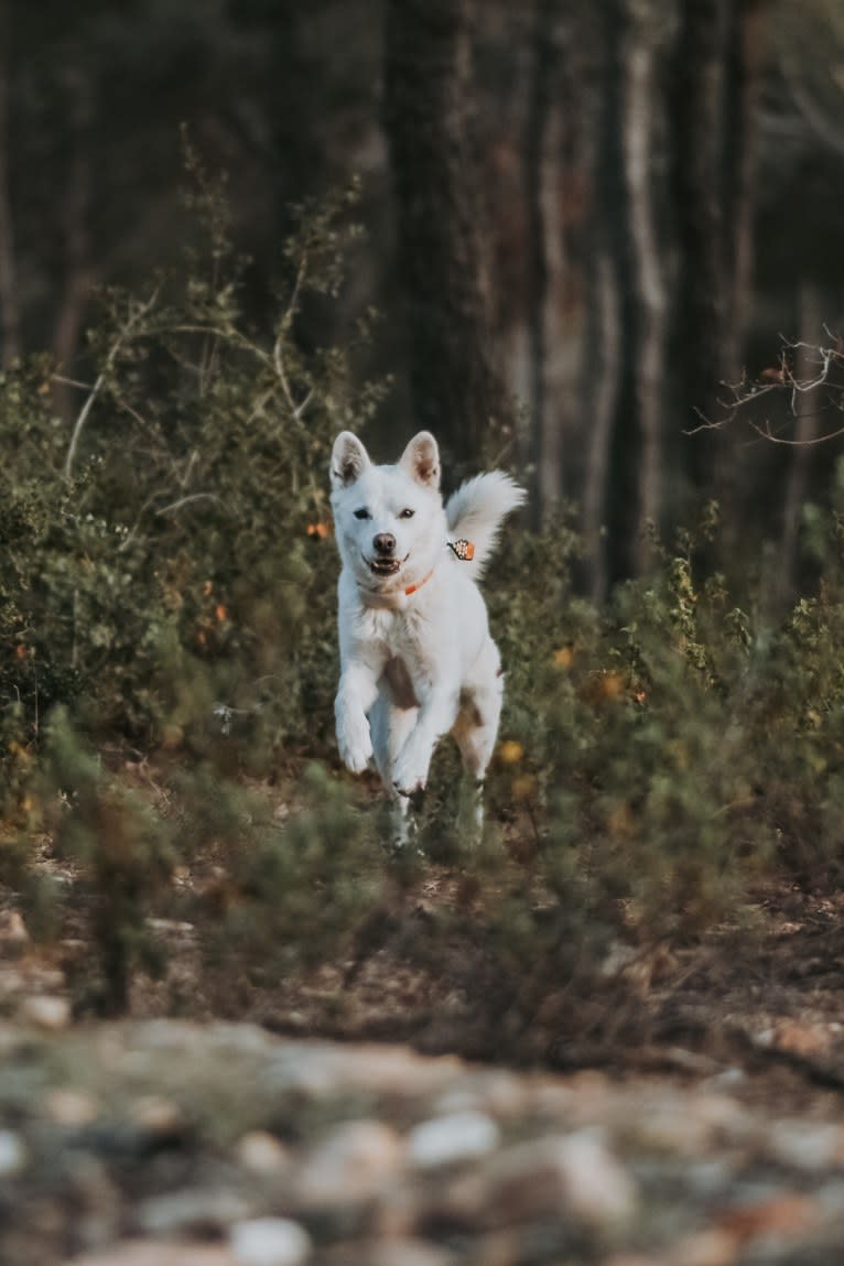 Nuru, a Japanese or Korean Village Dog and Jindo mix tested with EmbarkVet.com