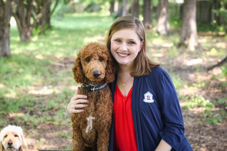 Rowdy, a Poodle (Standard) tested with EmbarkVet.com