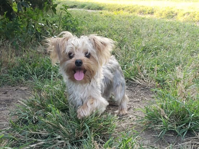 Val, a Yorkshire Terrier tested with EmbarkVet.com