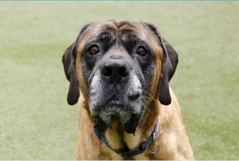 Charlie Brown, a Mastiff tested with EmbarkVet.com