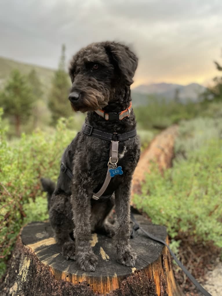 Leo, a Poodle (Standard) and Beagle mix tested with EmbarkVet.com