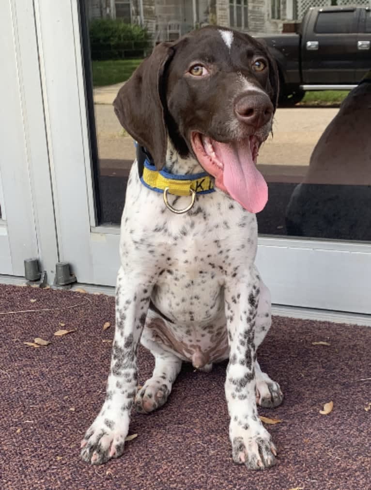 Jack, a German Shorthaired Pointer tested with EmbarkVet.com