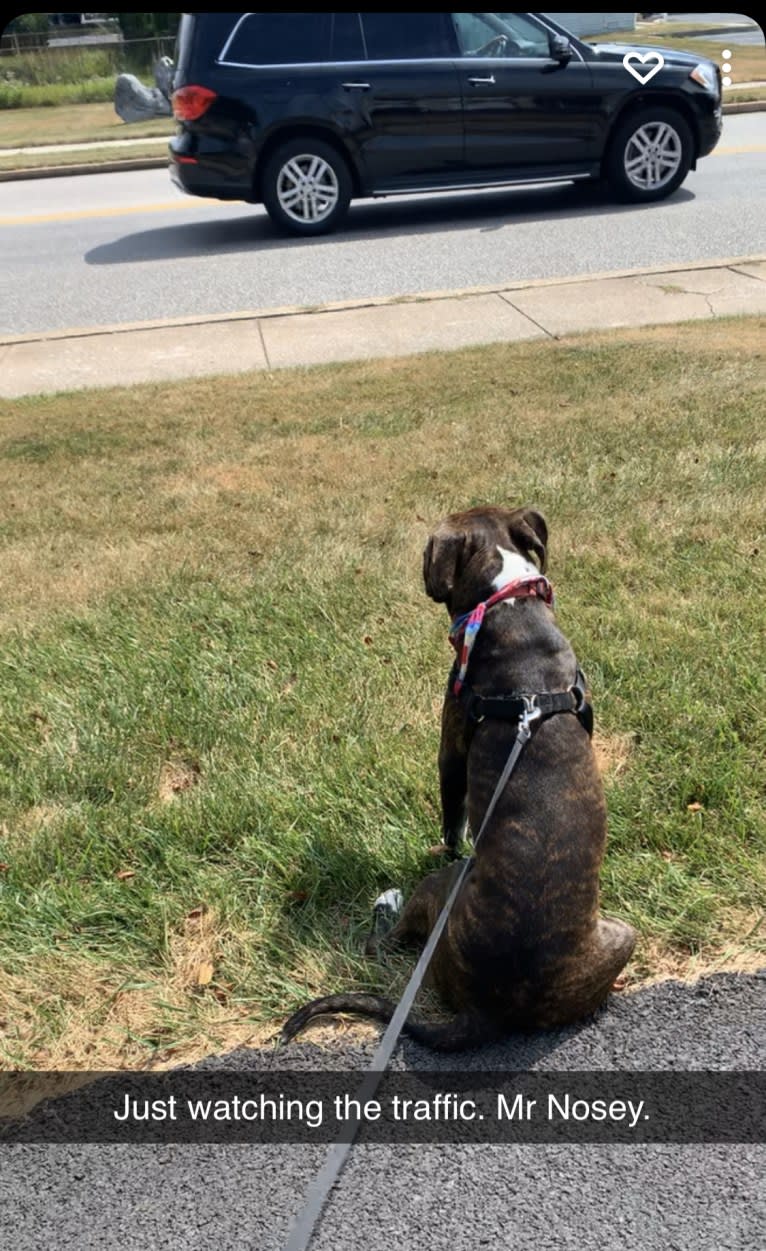 Chidi Buddy, an American Bully tested with EmbarkVet.com