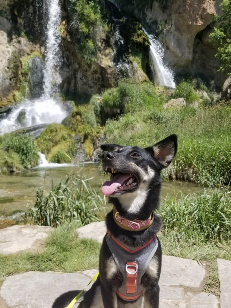 Remington, a Labrador Retriever and German Shepherd Dog mix tested with EmbarkVet.com