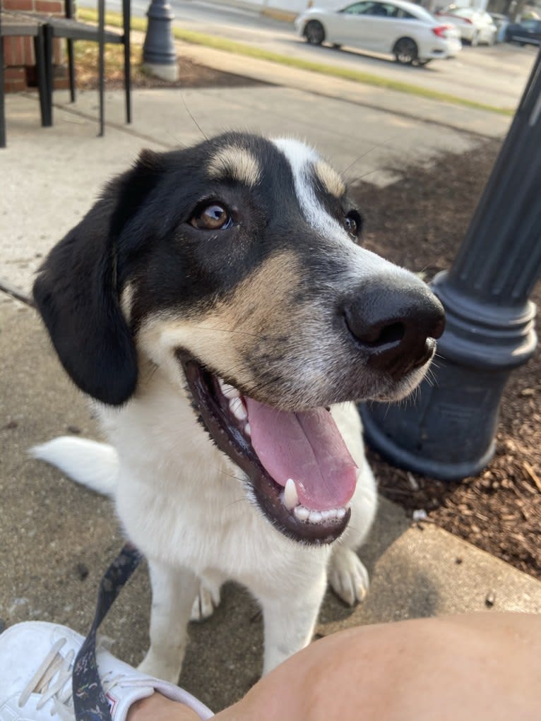 Auggie, an Australian Cattle Dog and Great Pyrenees mix tested with EmbarkVet.com