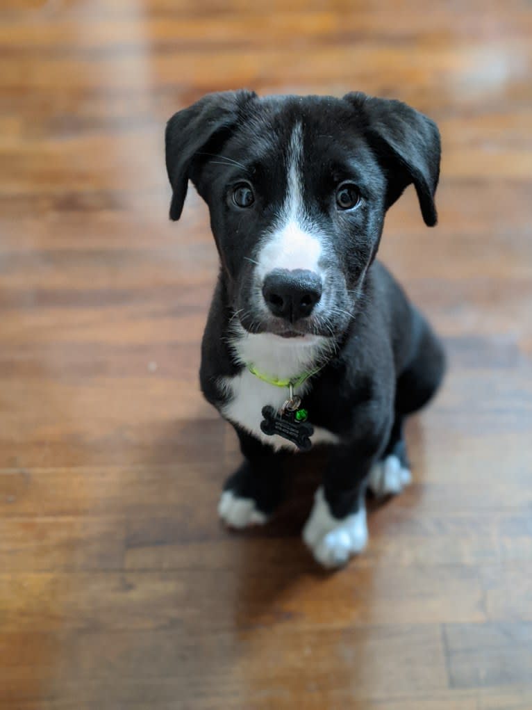 Teddy, a Siberian Husky and American Pit Bull Terrier mix tested with EmbarkVet.com