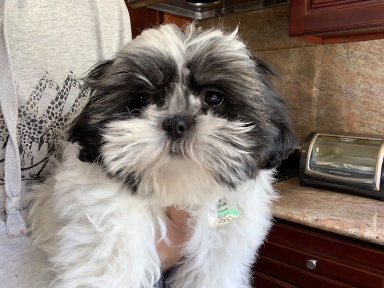 Ernie, a Shih Tzu tested with EmbarkVet.com