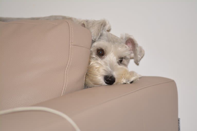 SPARTA, a Miniature Schnauzer tested with EmbarkVet.com