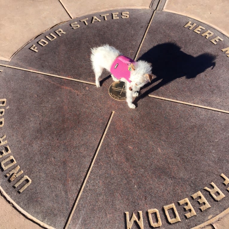 Coleen, a Rat Terrier and Poodle (Small) mix tested with EmbarkVet.com