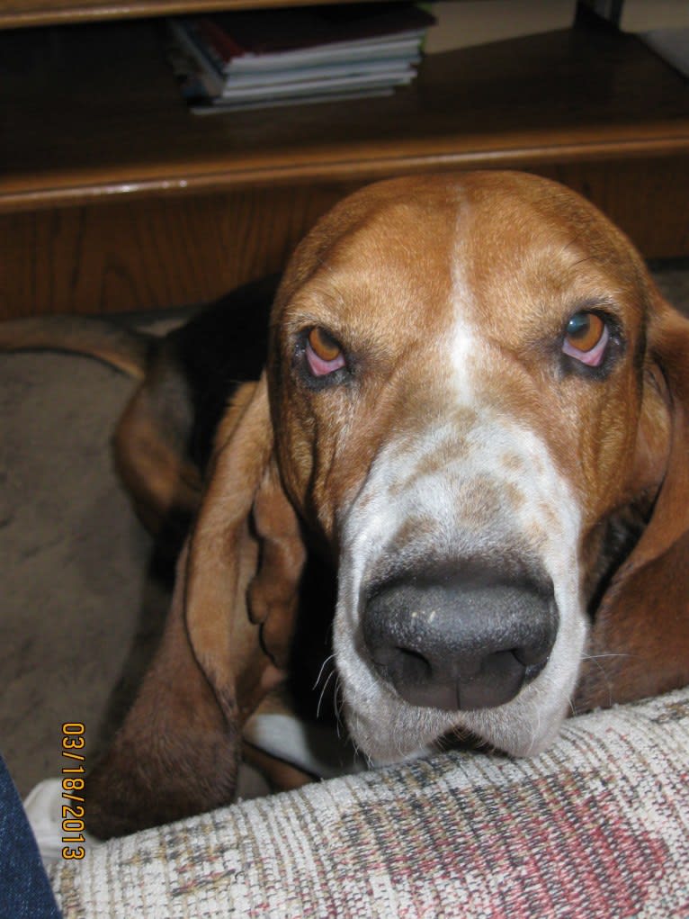 Teddy, a Basset Hound tested with EmbarkVet.com