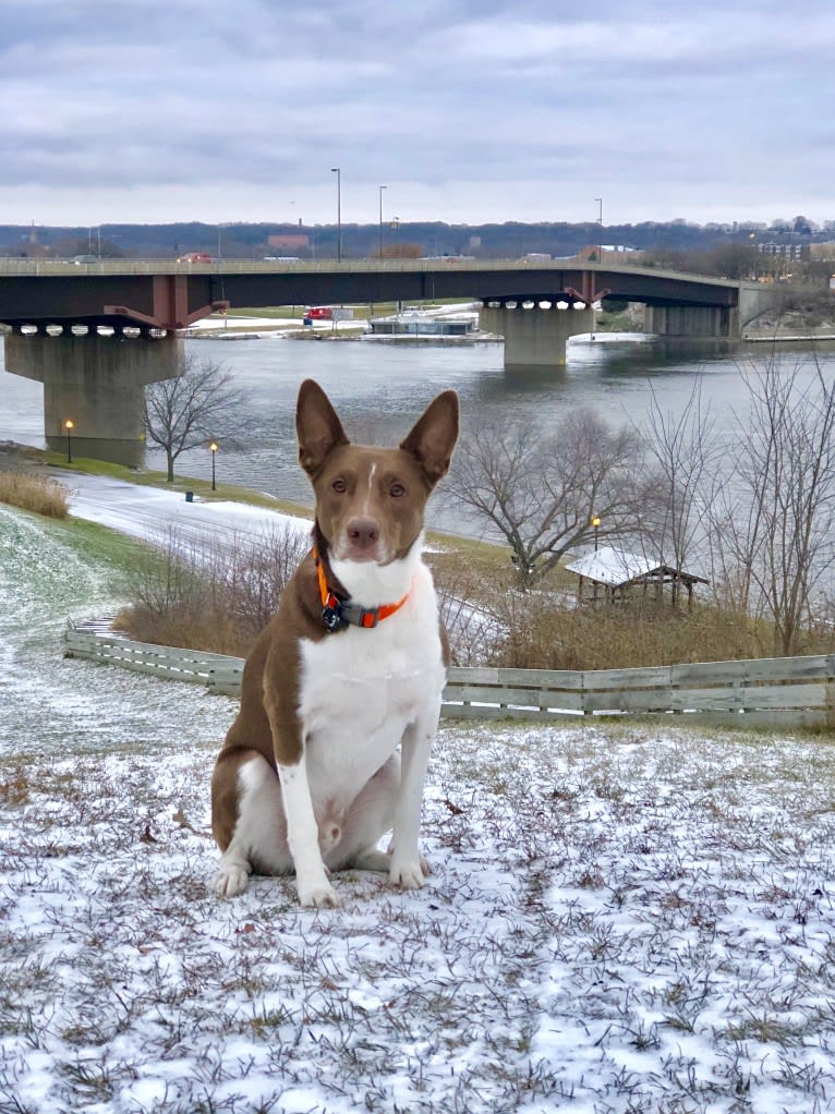 Gemini, a Border Collie and Australian Shepherd mix tested with EmbarkVet.com