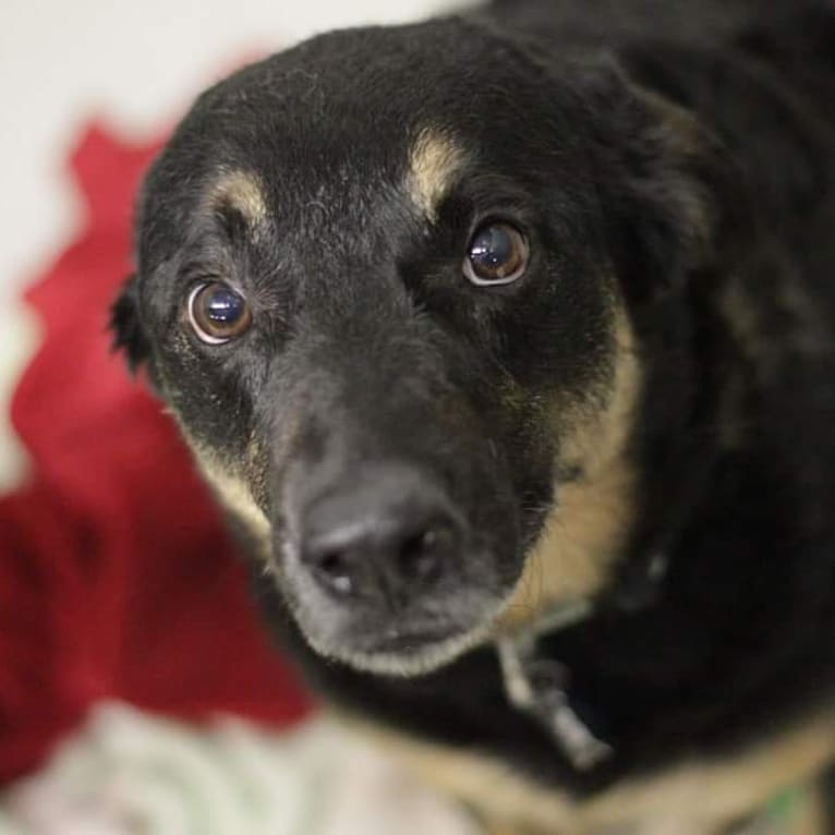 Duke, an Australian Cattle Dog and Chow Chow mix tested with EmbarkVet.com