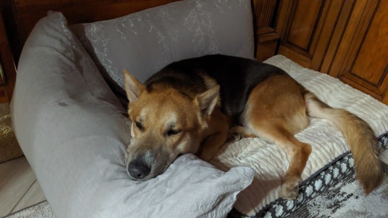 Loki, a Gerberian Shepsky tested with EmbarkVet.com