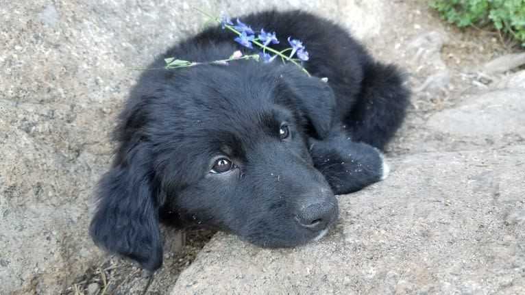 Django, a Border Collie and Golden Retriever mix tested with EmbarkVet.com