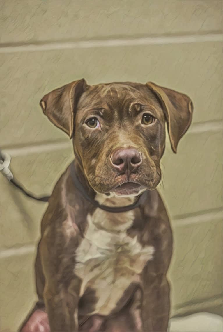 Jameson 🍀, an American Pit Bull Terrier and American Staffordshire Terrier mix tested with EmbarkVet.com