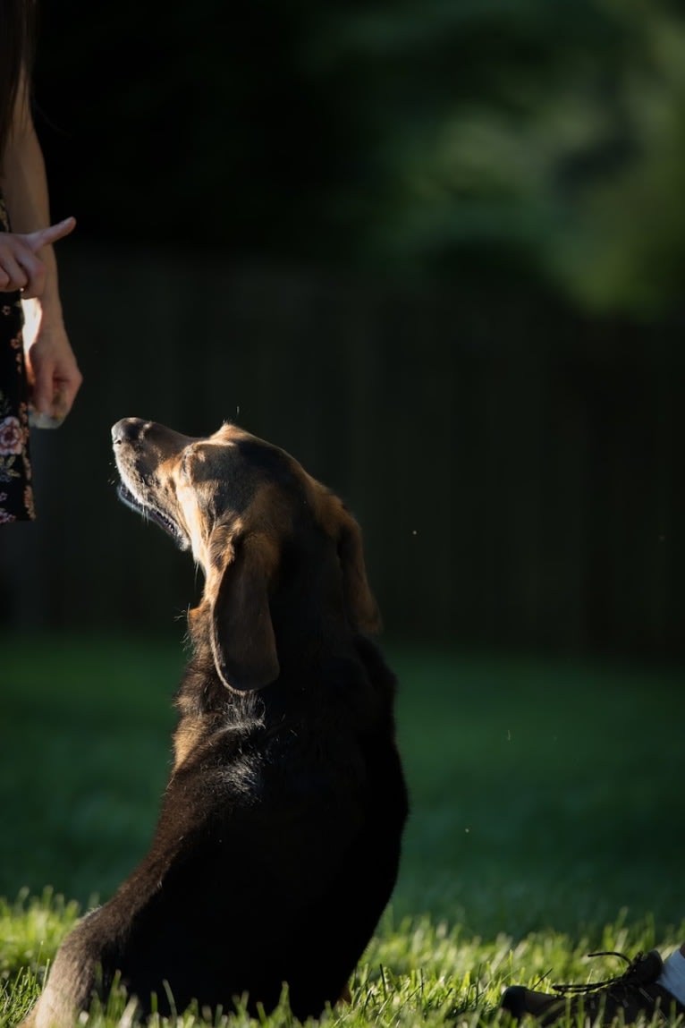 Dexter, a German Shepherd Dog and Basset Hound mix tested with EmbarkVet.com