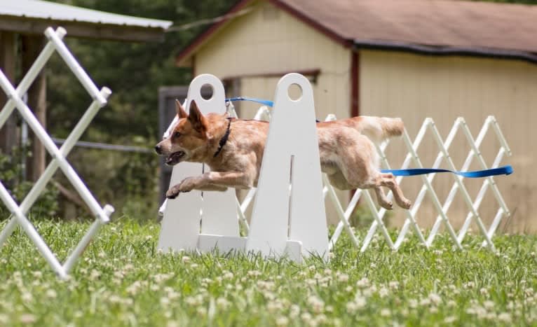Ace, an Australian Cattle Dog tested with EmbarkVet.com
