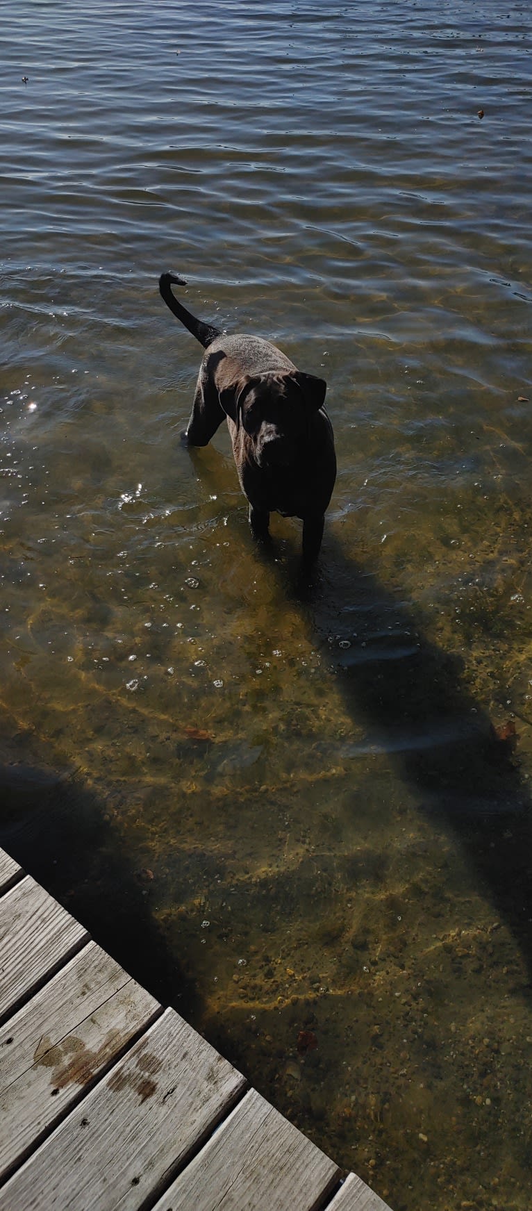 Ottis, a Perro de Presa Canario and English Springer Spaniel mix tested with EmbarkVet.com