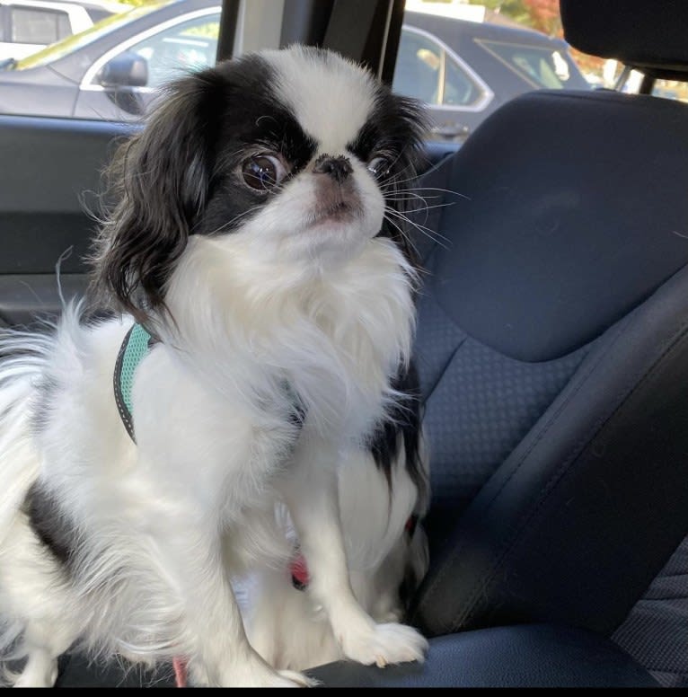 Sophie, a Japanese Chin tested with EmbarkVet.com