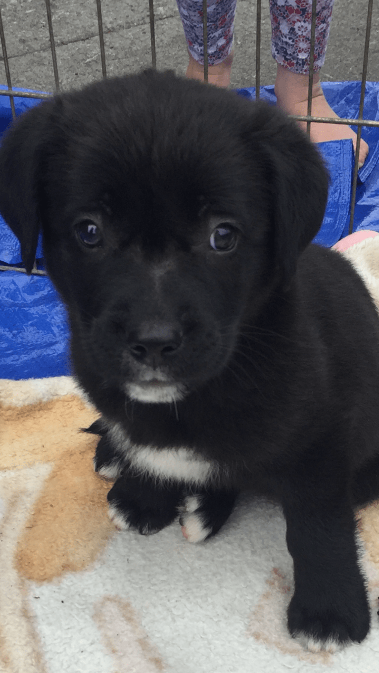 Stout, a Labrador Retriever and American Pit Bull Terrier mix tested with EmbarkVet.com